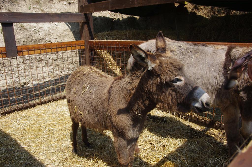 Agriturismo Casa Villi Solferino Eksteriør bilde
